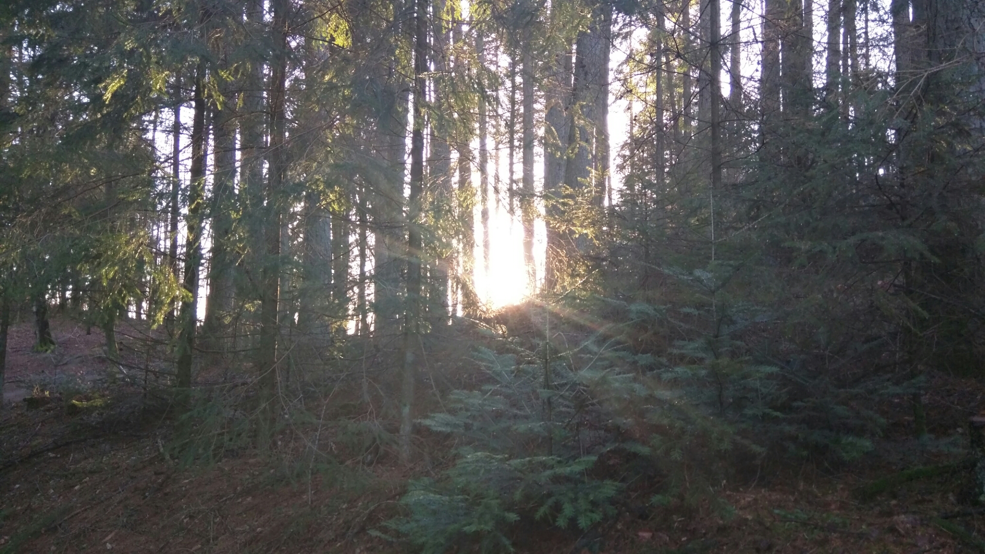 wp-1458925571774 image