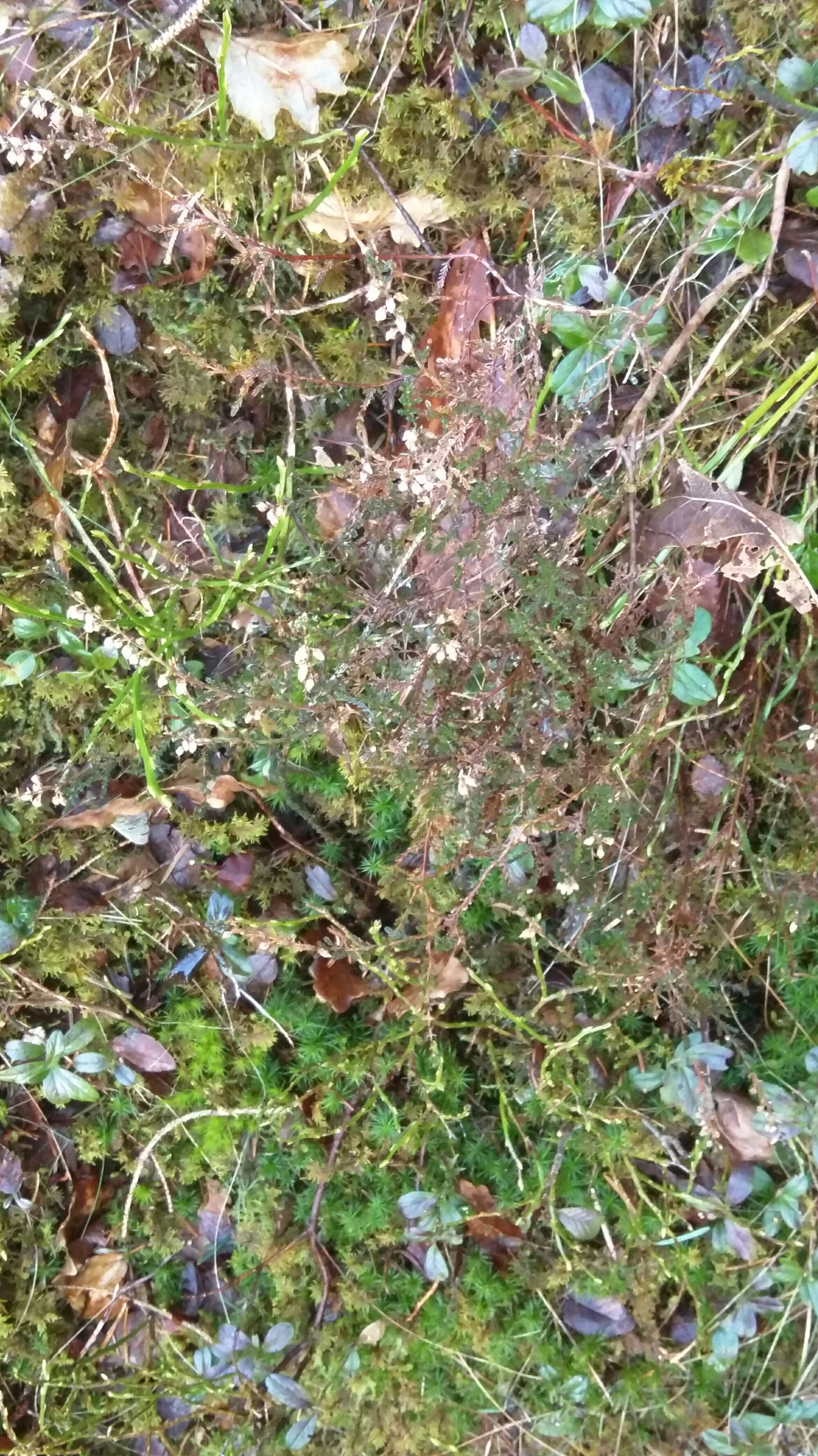 wp-1458925598652 image