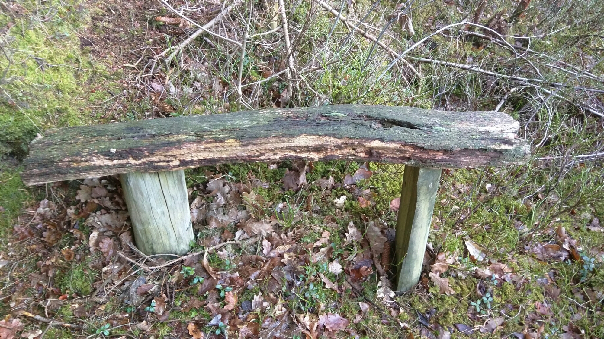 wp-1458925607650 image